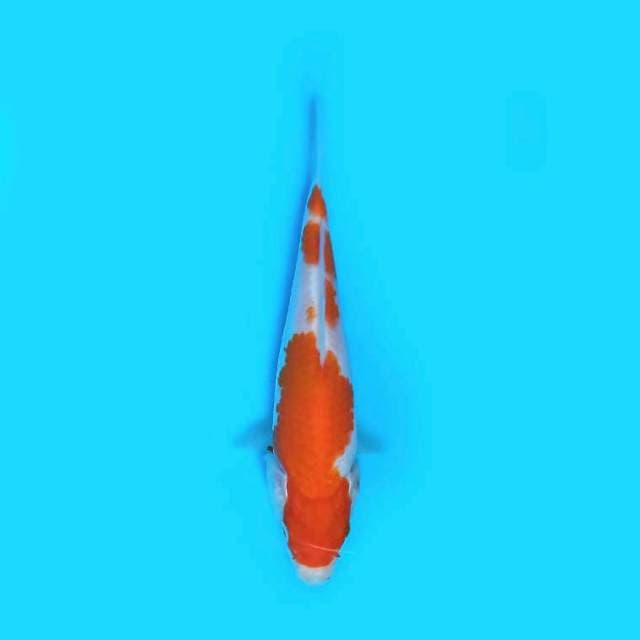 ND RED BULK 16CM