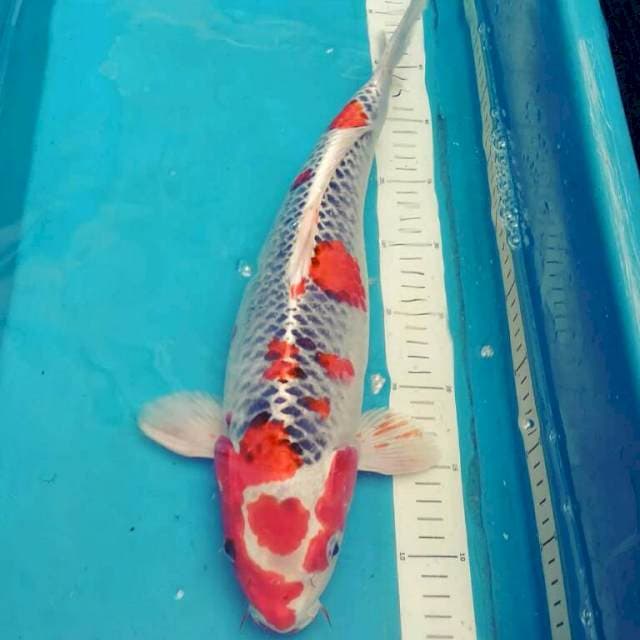 Goshiki Female 42cm