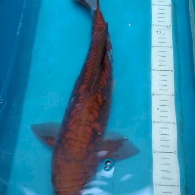 Ochiba Aragoke 43cm