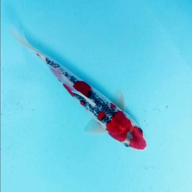 Male goshiki 27cm
