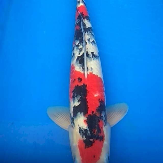 Showa 49cm