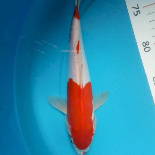 Kohaku doitsu 27cm