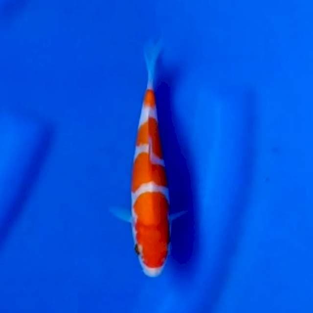 kohaku siap show 20cm