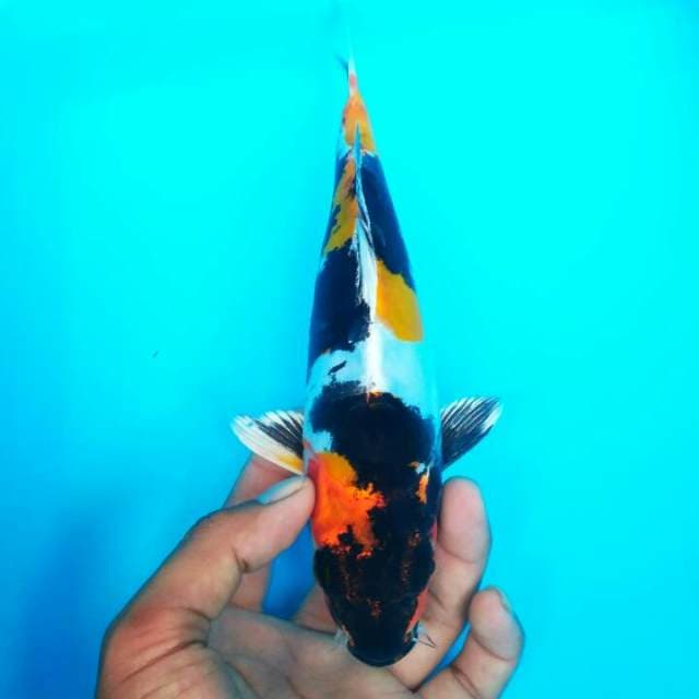 LIMITED - KINSHOWA DOITSU 25 CM
