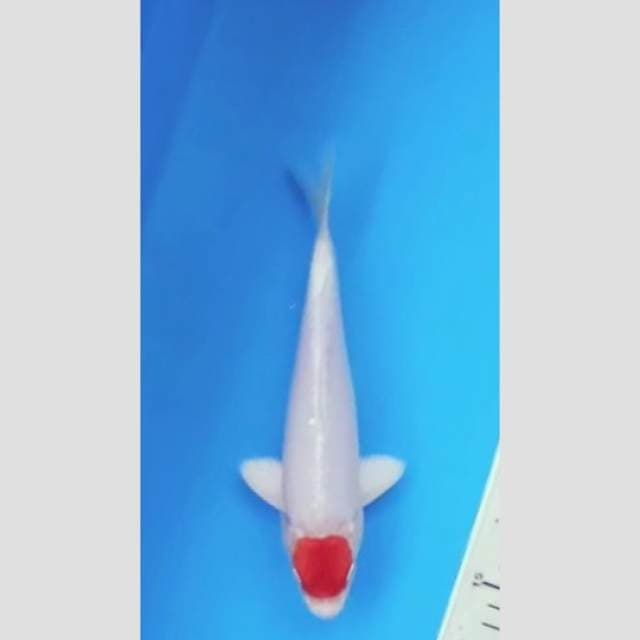 tancho hikari langka super 25cm