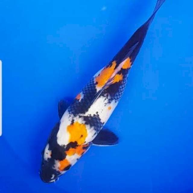 Showa 24 cm