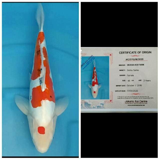 Okawa Jumbo Female Sanke Doitsu