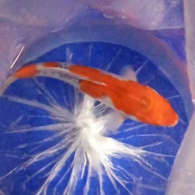 4. Goshiki || 34 cm