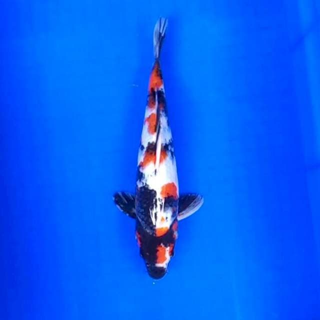 10. Showa || 31 cm