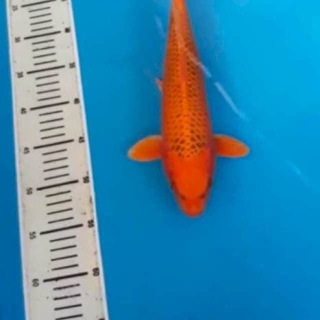 MATSUBA 34 cm