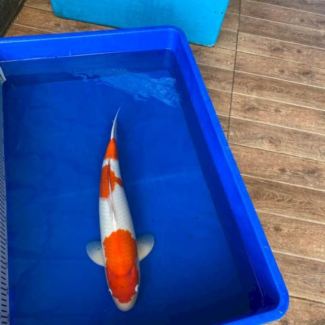 Kohaku Male Import Serti Breeder