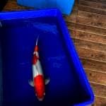 Kohaku Male Import Serti Breeder 