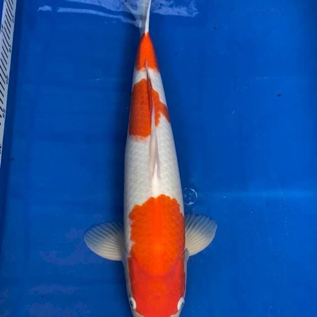 Kohaku Male Import Serti Breeder