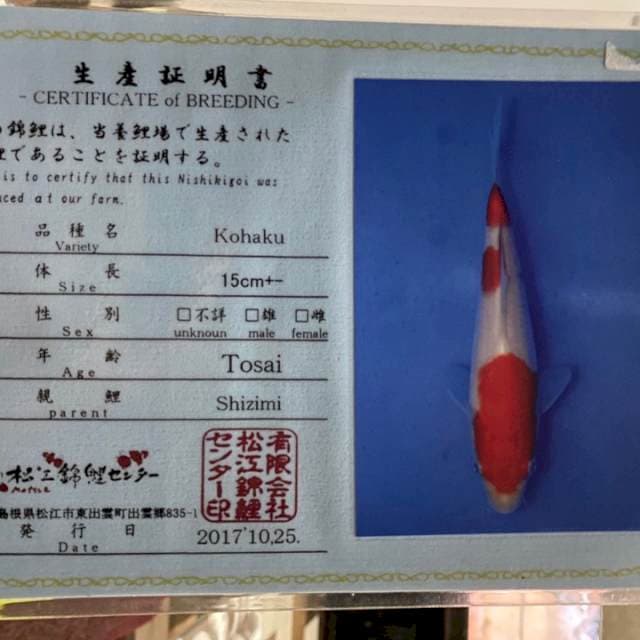 Kohaku Male Import Serti Breeder