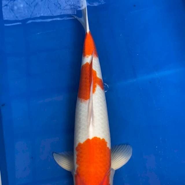 Kohaku Male Import Serti Breeder