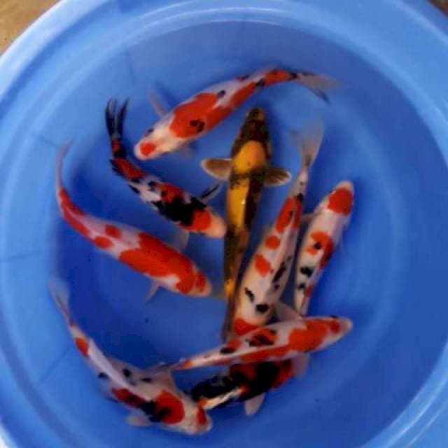 Mix 20~24cm 9ekor