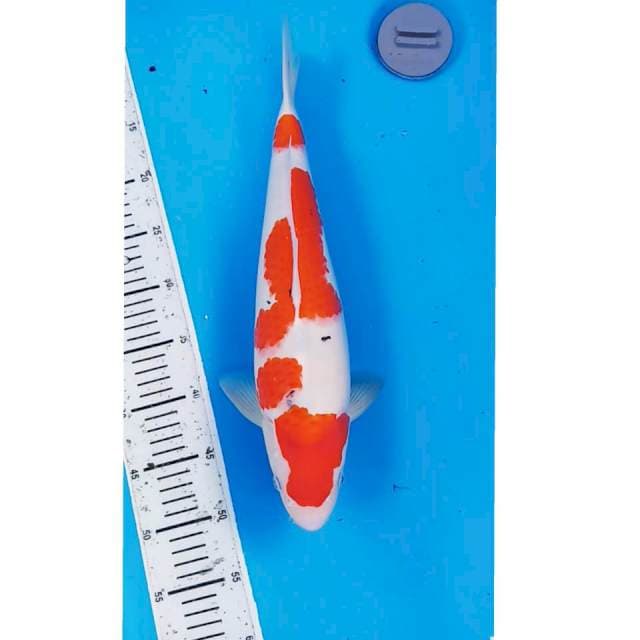 Sanke bakat jumbo 40 cm