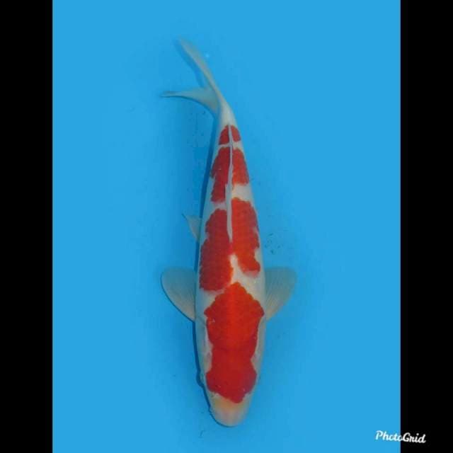 27cm ,Tosai Kohaku Male