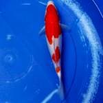Kohaku