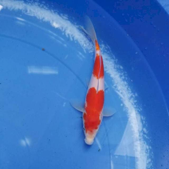 Kohaku