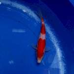 Kohaku