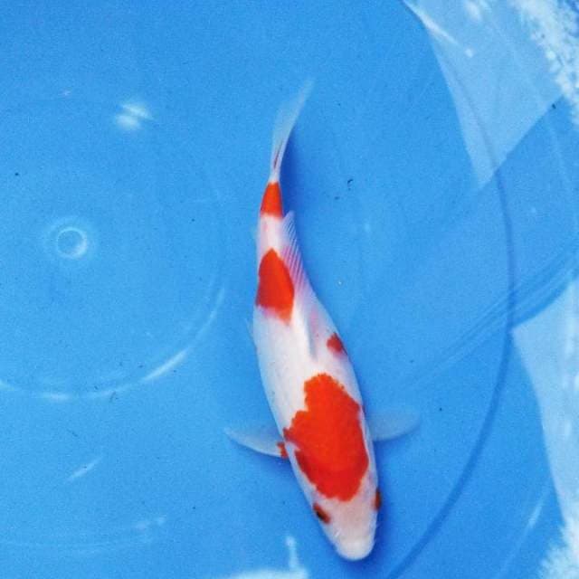 Kohaku