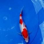 Kohaku