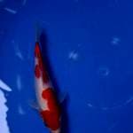 Kohaku 