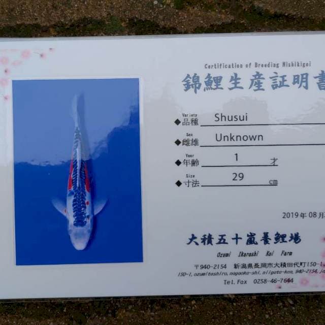 Shusui (Ozumi Ikarashi Sertifikat) 32cm Male Import