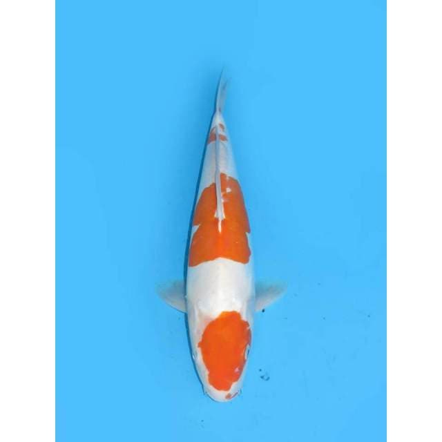 Jumbo kohaku Doitsu Murni - 42cm