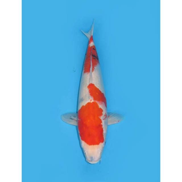 JT Showa Tategoi - 40cm