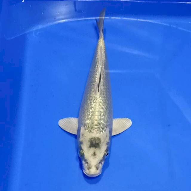 Kawari ginrin halus #1