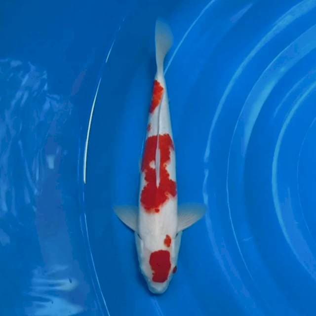 Red kohaku