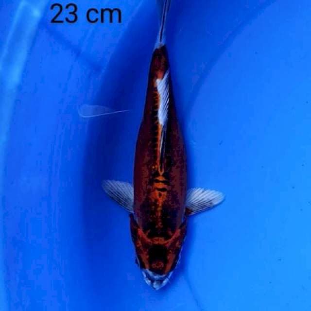 Kiko 23 cm