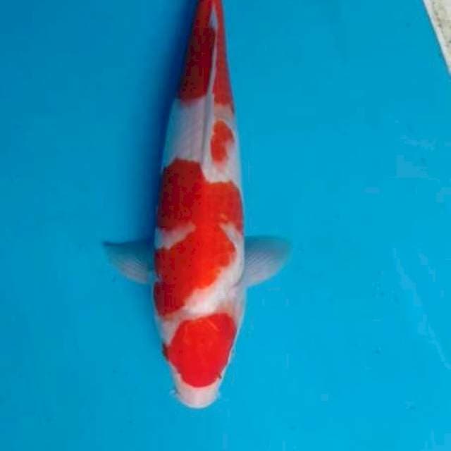 KOHAKU