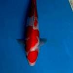 KOHAKU 