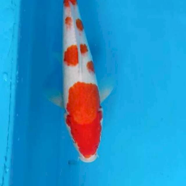 KOHAKU