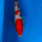 KOHAKU