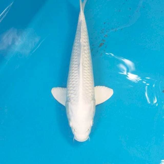 Si putih