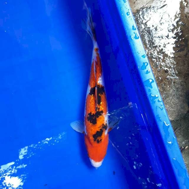 Sanke ginrin size 26 cm