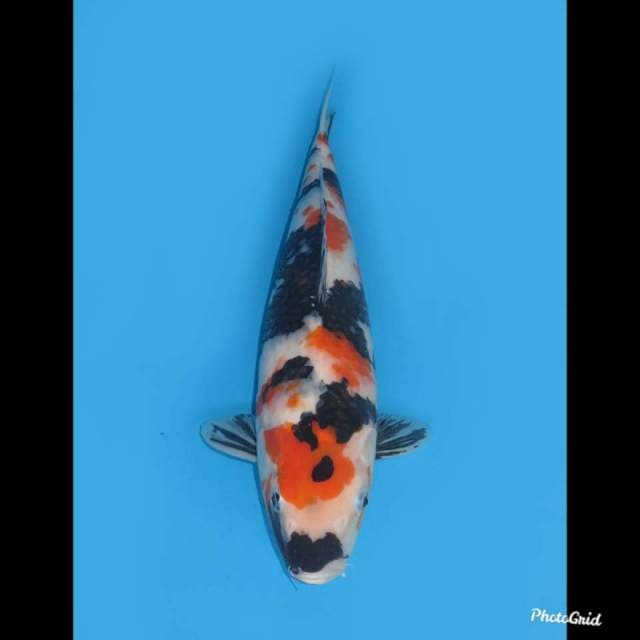 F1 Showa Jumbo , 38cm
