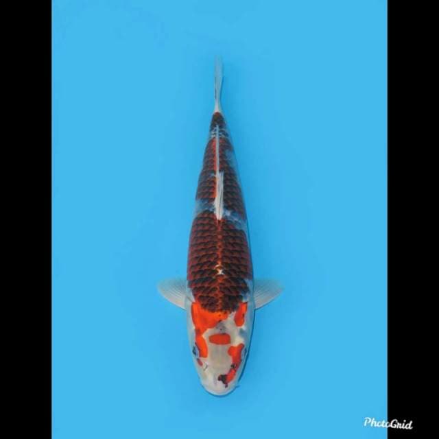 F1 Goshiki Jumbo , 39cm