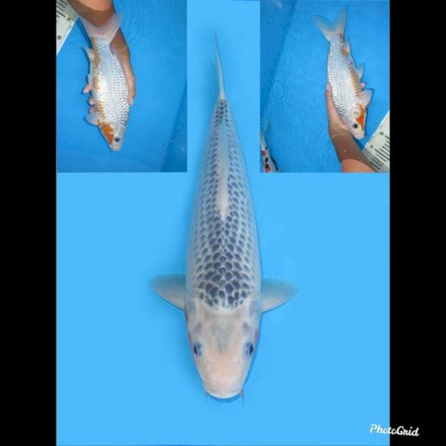 SQ Asagi , 32cm 