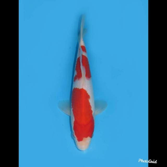 SQ Kohaku Sandan , 23cm