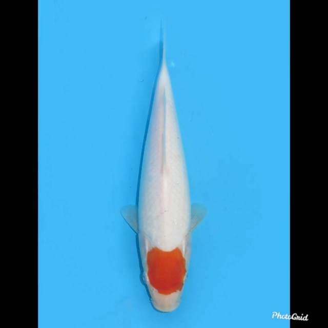 F1 Tancho , 25cm