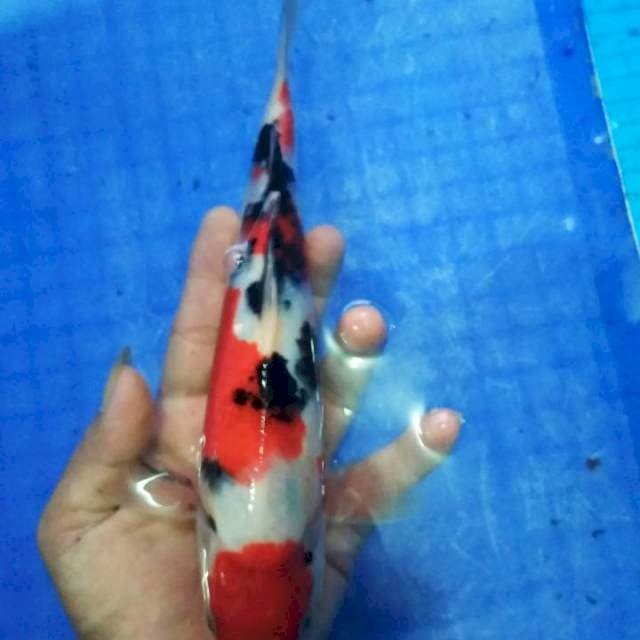 SQ sanke 27 cm