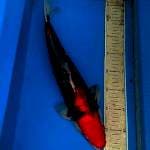 Beny kumonryu 44cm sirip kurang seimbang.