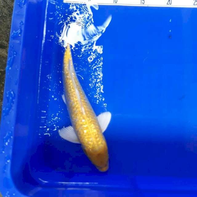 Ogon ginrin 25 cm sex male