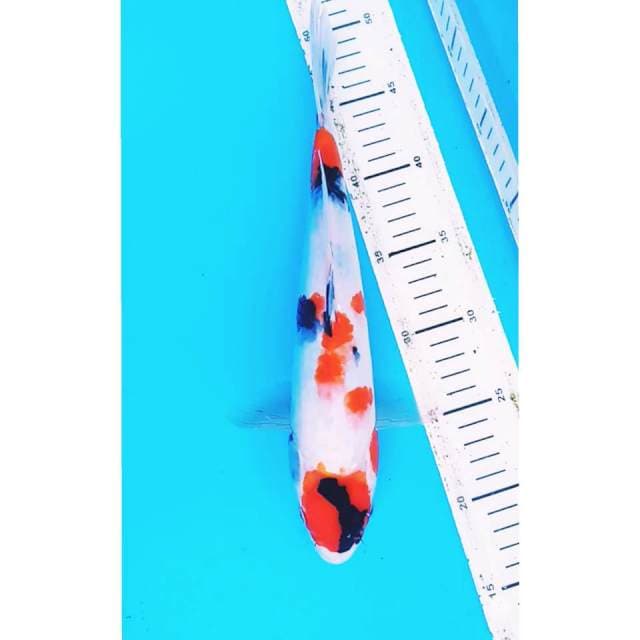 Kindai showa 31 cm