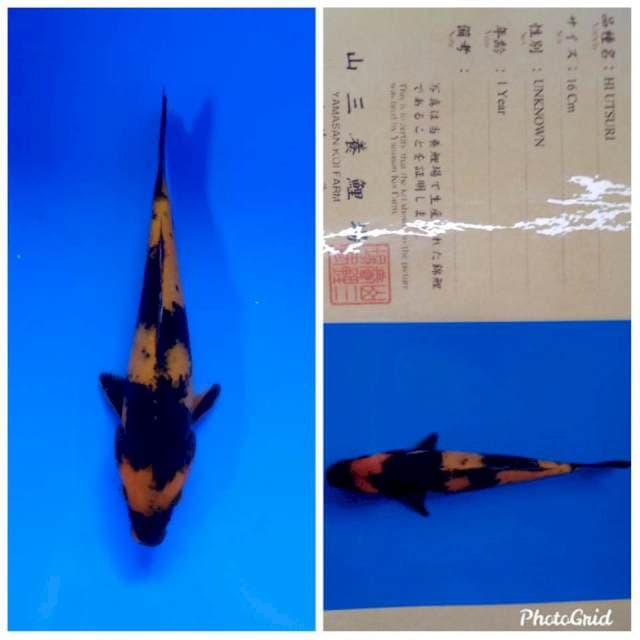 Hi utsuri new tosai yamamatsu
